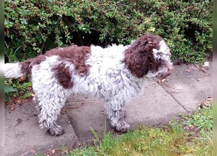 Lagotto Romagnolo Welpen, 4 Hündinnen suchen ein Zuhause