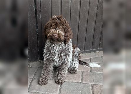 Lagotto Romagnolo Welpen, 4 Hündinnen suchen ein Zuhause