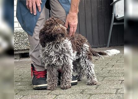 Lagotto Romagnolo Welpen, 4 Hündinnen suchen ein Zuhause