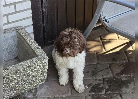 Lagotto Romagnolo Welpen, 4 Hündinnen suchen ein Zuhause