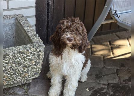 Lagotto Romagnolo Welpen, 4 Hündinnen suchen ein Zuhause