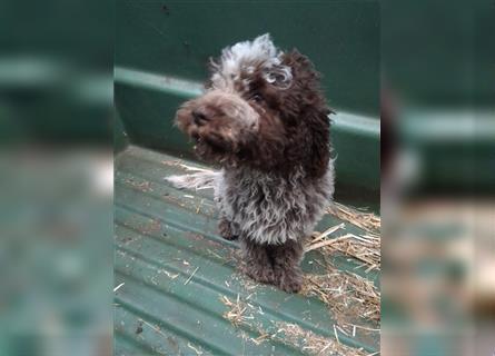 Lagotto Romagnolo Welpen, 4 Hündinnen suchen ein Zuhause