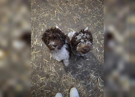 Lagotto Romagnolo Welpen, 4 Hündinnen suchen ein Zuhause