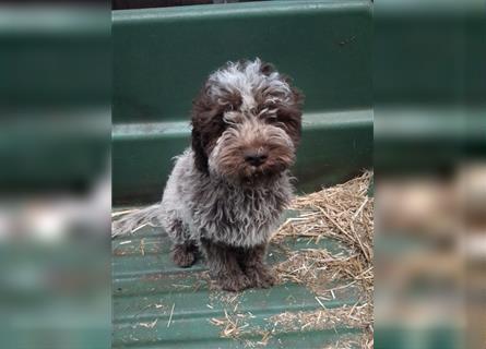 Lagotto Romagnolo Welpen, 4 Hündinnen suchen ein Zuhause