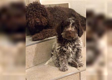 Lagotto Romagnolo Welpen, 4 Hündinnen suchen ein Zuhause