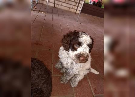 Lagotto Romagnolo Welpen, 4 Hündinnen suchen ein Zuhause