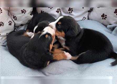 Entlebucher Welpen