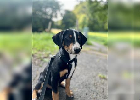 Appenzeller Sennenhund