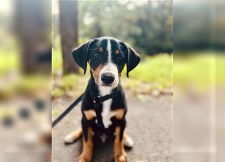 Appenzeller Sennenhund