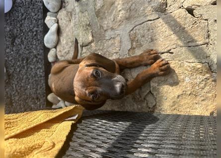 Bayrische Gebirgsschweißhund Welpen ohne Papiere