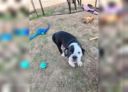 Continental Bulldogge Welpe