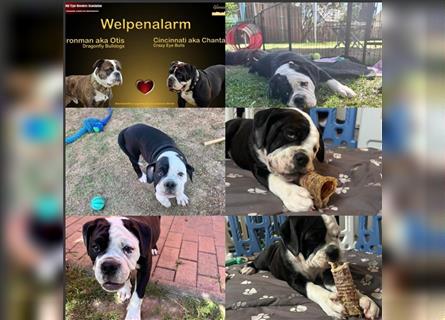 Continental Bulldogge Welpe