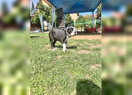 Continental Bulldogge Amea