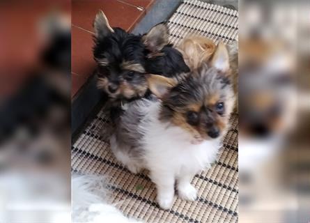 Yorkshire Terrier Welpen