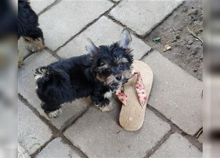 Yorkshire Terrier Welpen