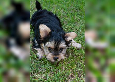 Yorkshire Terrier Welpen