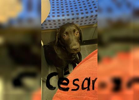 César