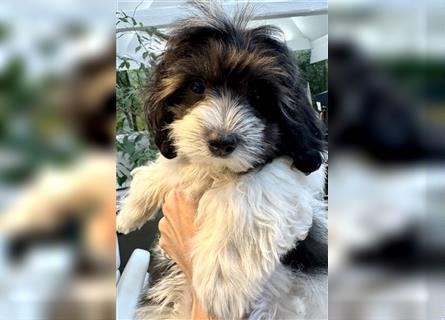 2 süße, stubenreine Maltipoo-Welpen