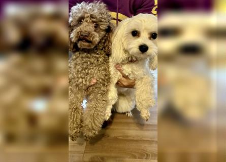 2 süße, stubenreine Maltipoo-Welpen