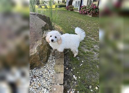 2 süße, stubenreine Maltipoo-Welpen