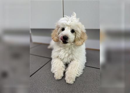 2 süße, stubenreine Maltipoo-Welpen