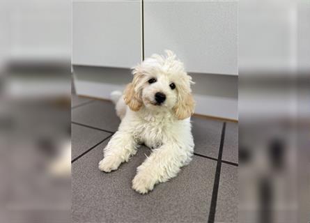 2 süße, stubenreine Maltipoo-Welpen