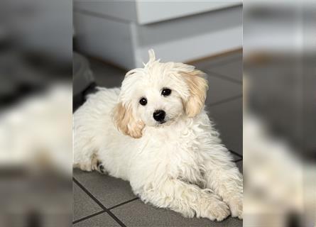 2 süße, stubenreine Maltipoo-Welpen