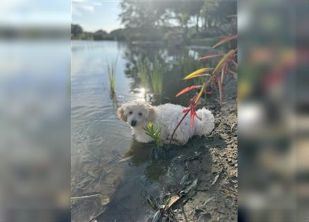 2 süße, stubenreine Maltipoo-Welpen