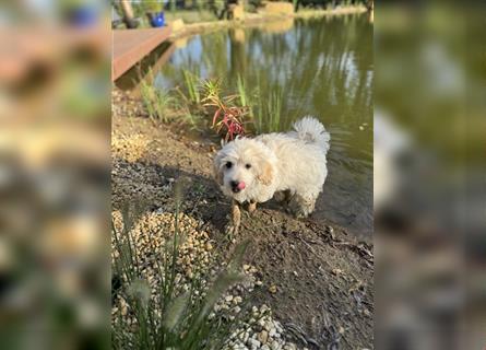 2 süße, stubenreine Maltipoo-Welpen