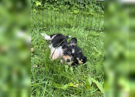 Mini/Toy Aussiedoodle Welpen / Zwergpudel / Australian Shepherd