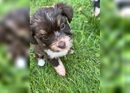 Mini/Toy Aussiedoodle Welpen / Zwergpudel / Australian Shepherd