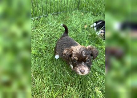 Mini/Toy Aussiedoodle Welpen / Zwergpudel / Australian Shepherd