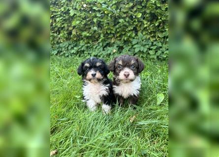 Mini/Toy Aussiedoodle Welpen / Zwergpudel / Australian Shepherd