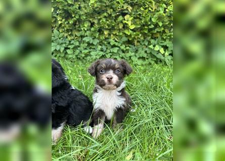 Mini/Toy Aussiedoodle Welpen / Zwergpudel / Australian Shepherd