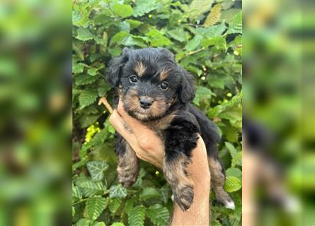 Mini/Toy Aussiedoodle Welpen / Zwergpudel / Australian Shepherd