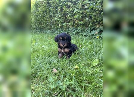 Mini/Toy Aussiedoodle Welpen / Zwergpudel / Australian Shepherd