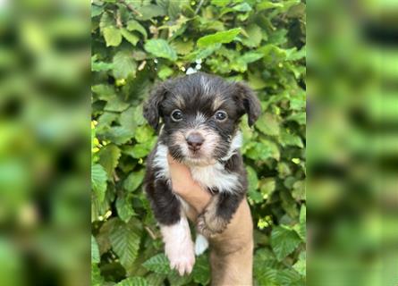 Mini/Toy Aussiedoodle Welpen / Zwergpudel / Australian Shepherd