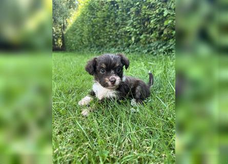 Mini/Toy Aussiedoodle Welpen / Zwergpudel / Australian Shepherd