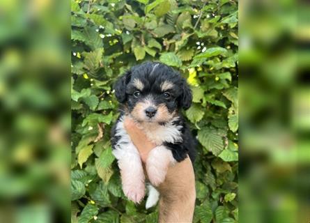 Mini/Toy Aussiedoodle Welpen / Zwergpudel / Australian Shepherd