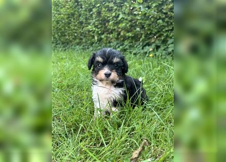 Mini/Toy Aussiedoodle Welpen / Zwergpudel / Australian Shepherd