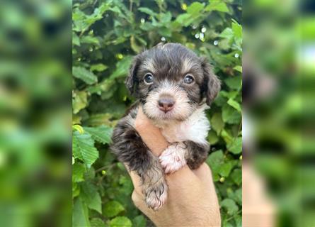 Mini/Toy Aussiedoodle Welpen / Zwergpudel / Australian Shepherd