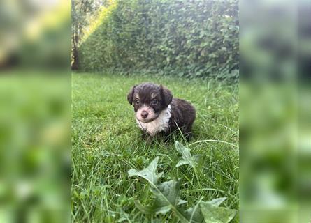 Mini/Toy Aussiedoodle Welpen / Zwergpudel / Australian Shepherd