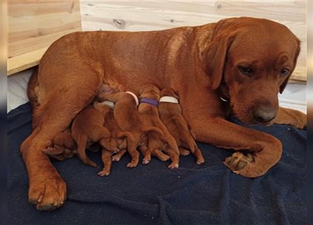 Labrador Retriever Welpen Foxred und Dark Foxred