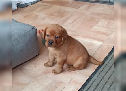 Labrador Retriever Welpen Foxred und Dark Foxred