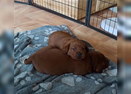 Labrador Retriever Welpen Foxred und Dark Foxred