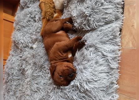 Labrador Retriever Welpen Foxred und Dark Foxred