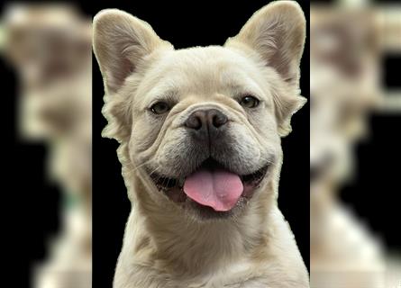 Französische Bulldogge Rüde (Fluffy / Langhaarig)