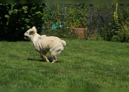 Französische Bulldogge Rüde (Fluffy / Langhaarig)