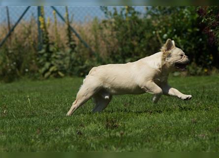 Französische Bulldogge Rüde (Fluffy / Langhaarig)