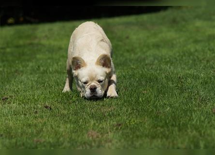 Französische Bulldogge Rüde (Fluffy / Langhaarig)